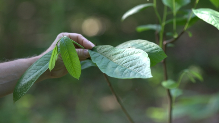 Sustainability at Taylor Arboretum