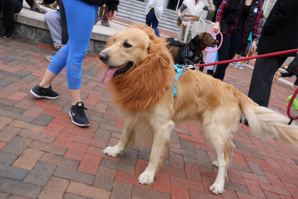 Dog dressed up in a lion costume for Strut Your Mutt