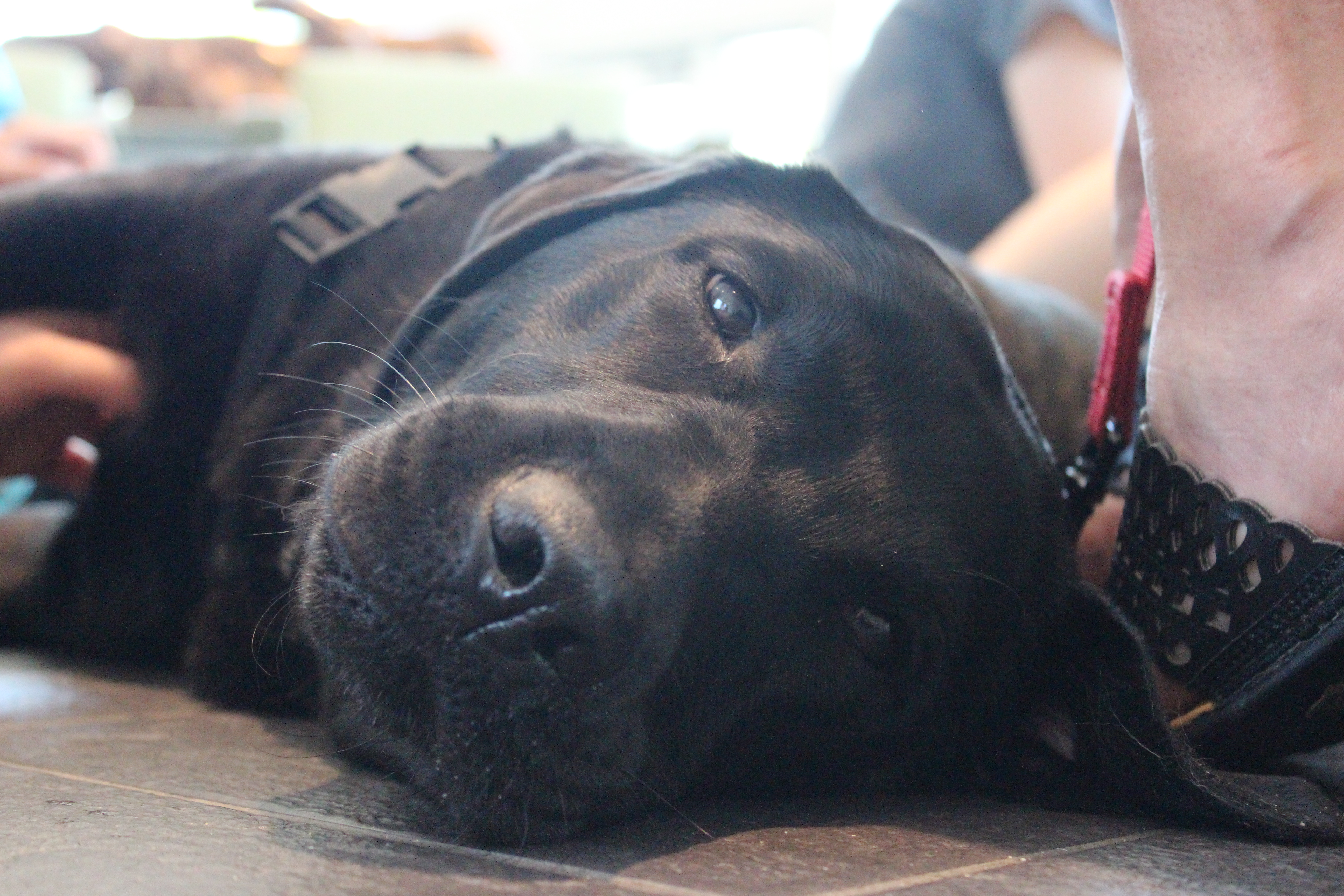 Therapy dog