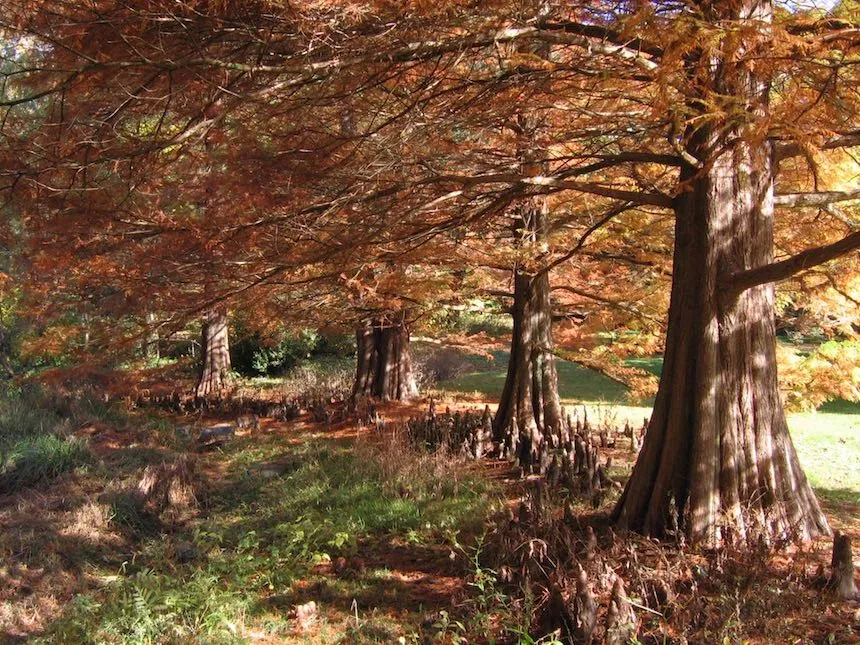 Trees in the fall at Taylor Arboretum