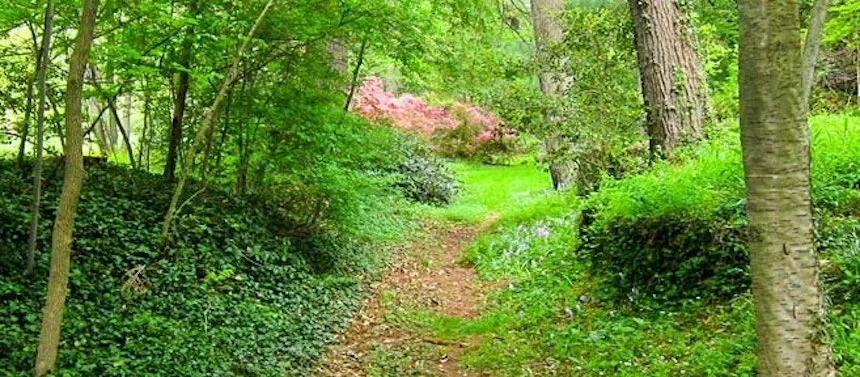 Trail at Taylor Arboretum