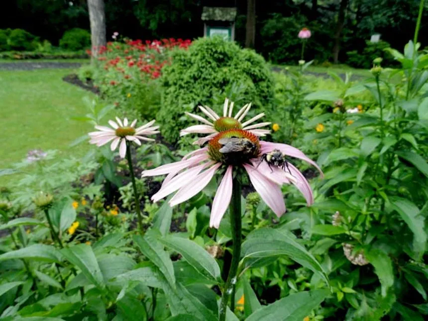 Bee on Flower at Taylor Arboretum