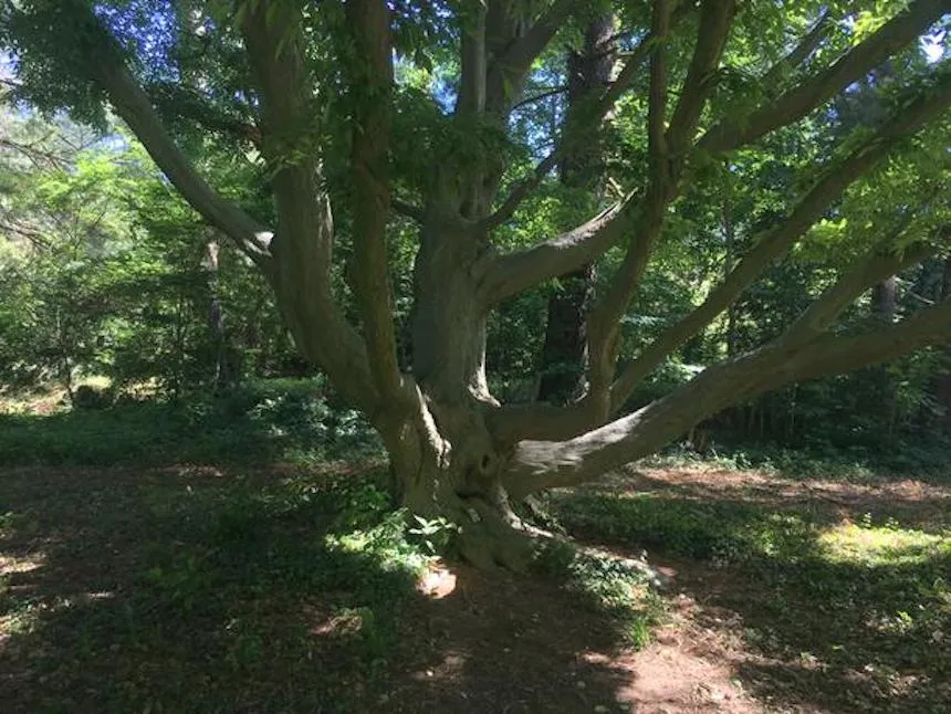 Shady tree at Taylor Arboretum