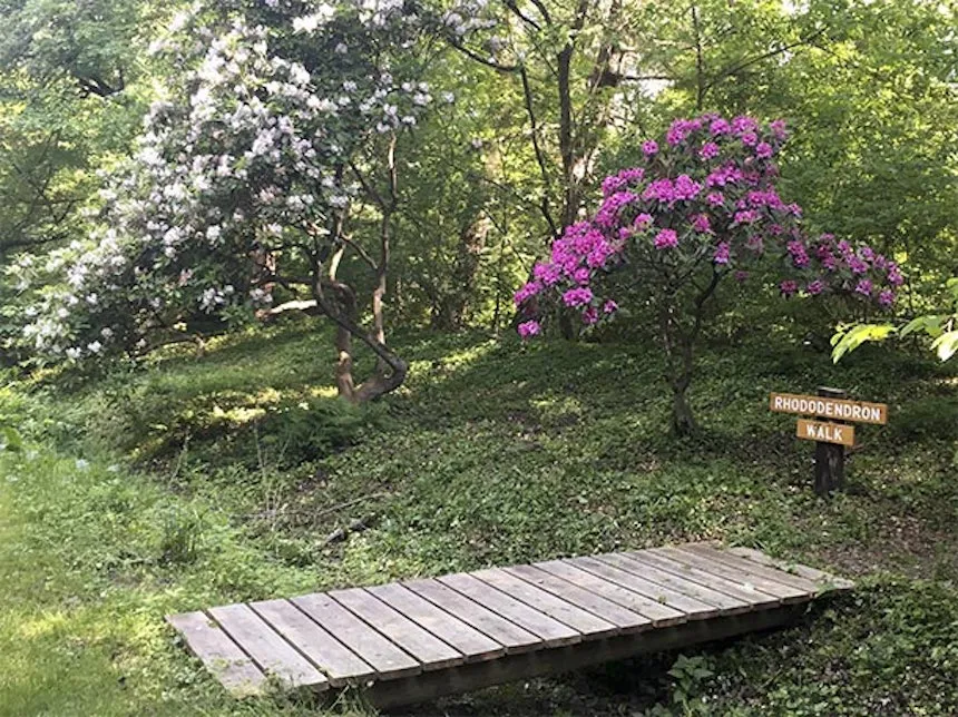 Walkway with rhododendrons at Taylor Arboretum