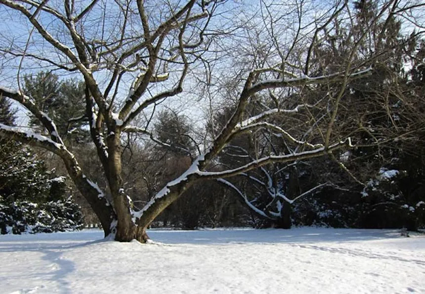 Snowy Tree at Taylor Arboretum