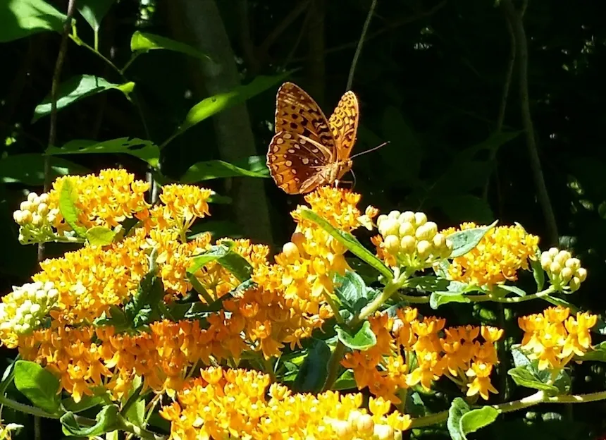 Asclepias Tuberosa and Butterfly Pollinator at Taylor Arboretum