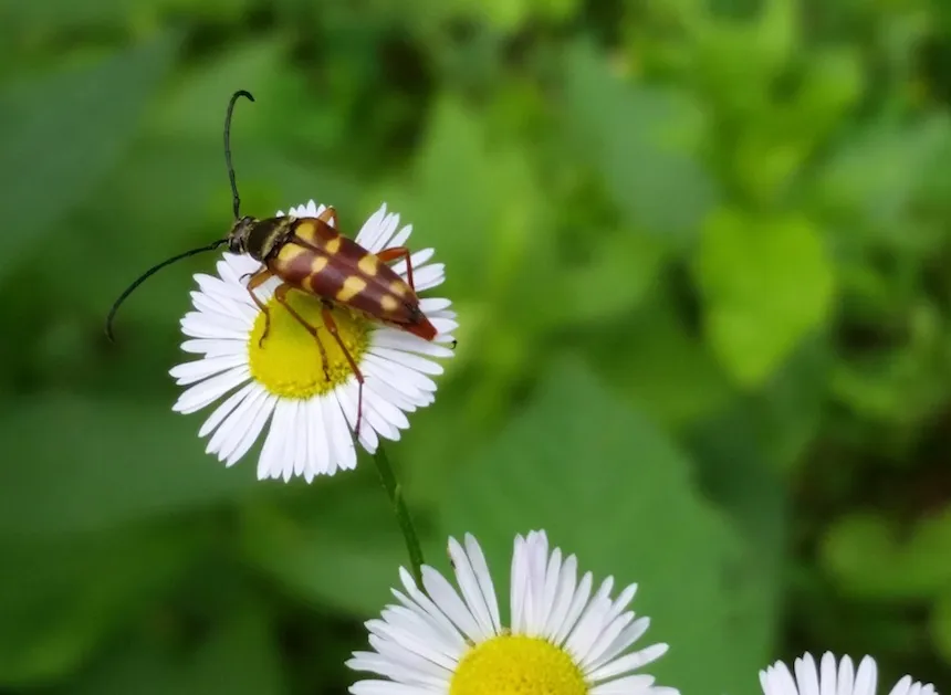 Erigeron Annuus and Longhorn Beetle at Taylor Arboretum