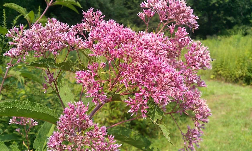 Joe Pye Weed Eutrochium Purpureum at Taylor Arboretum