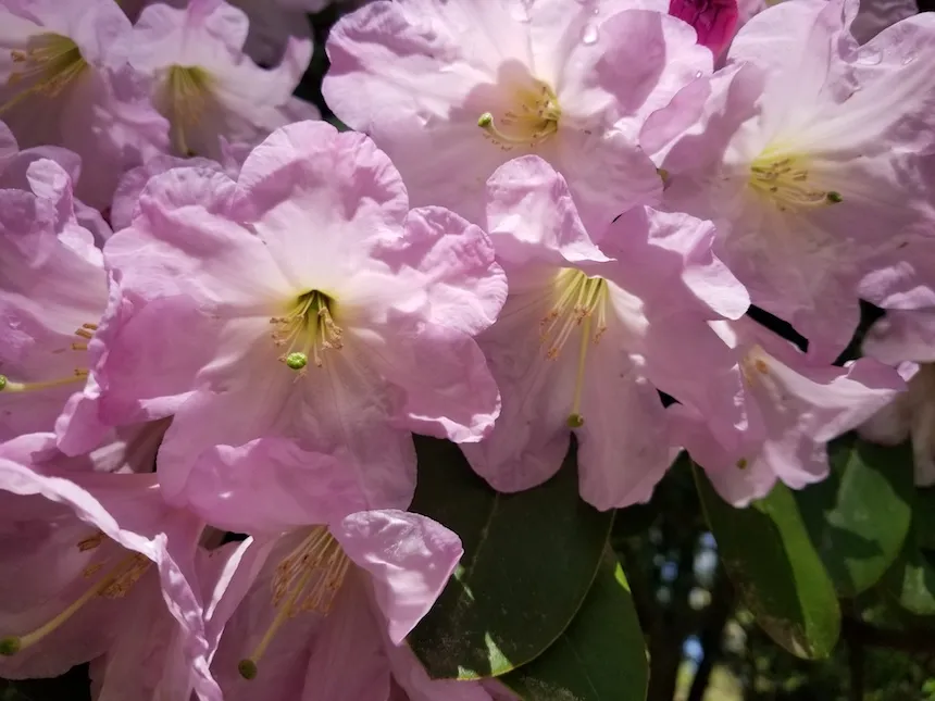 Pink Flowers at Taylor Arboretum