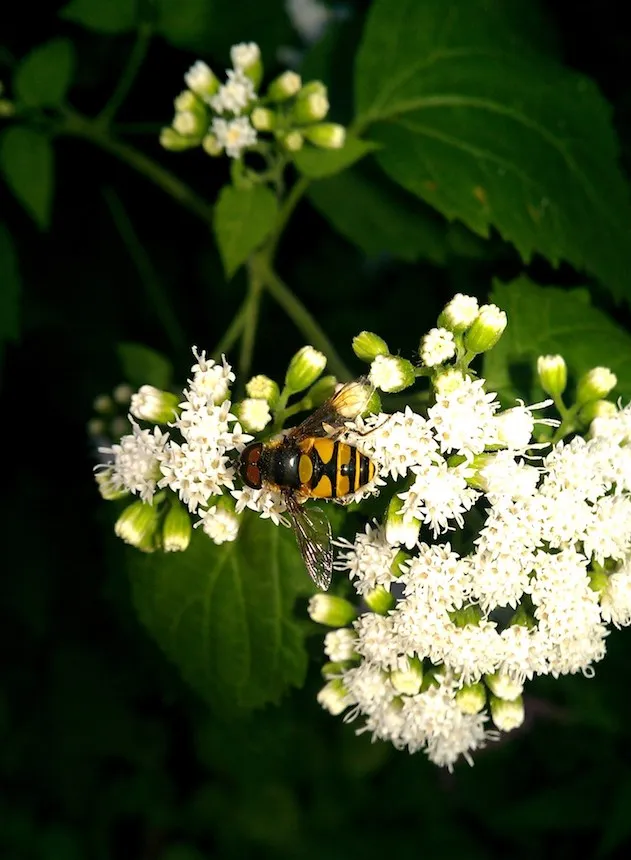 Syrphid Fly Pollinator on Ageratina Altissima at Taylor Arboretum