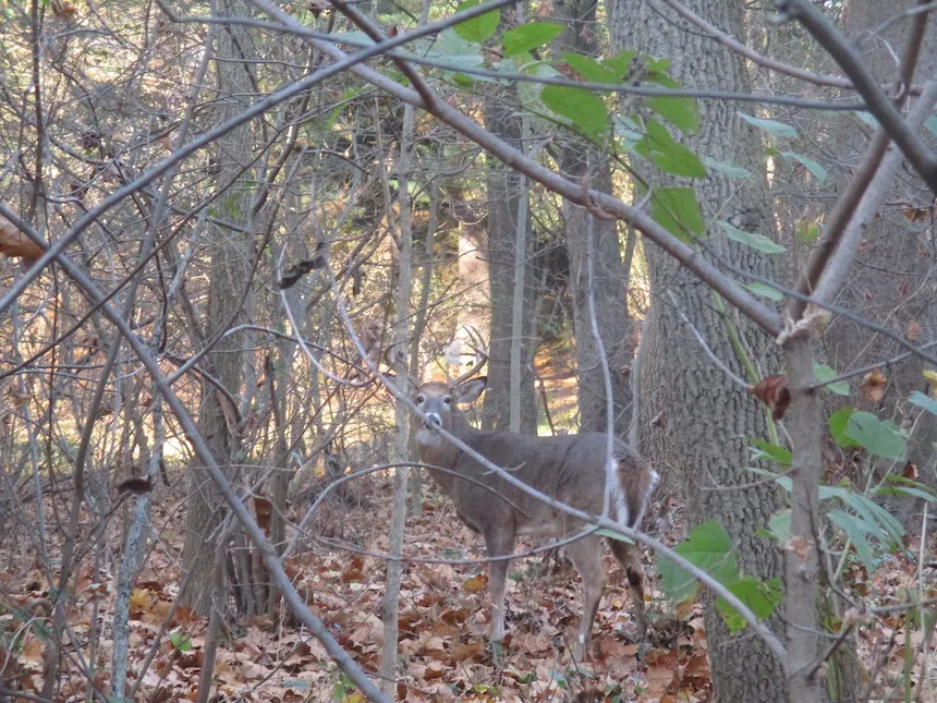 Deer at taylor arboretum