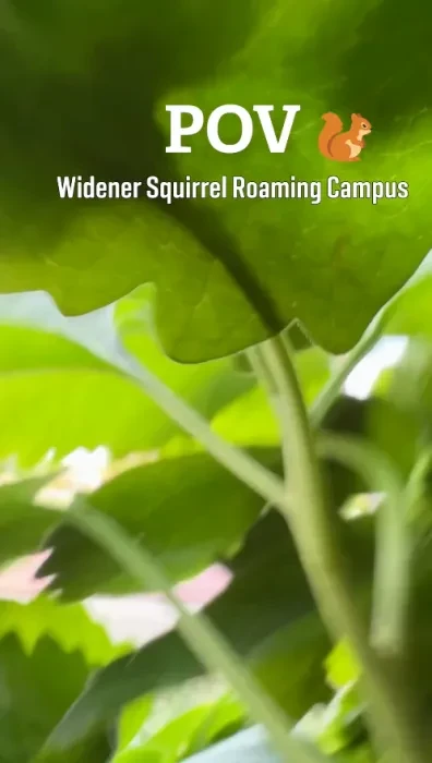Green leaves from a bush covering the image and the words "POV Widener Squirrel Roaming Campus" with a squirrel image