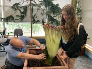 Two people take samples from the large corpse flower bloom