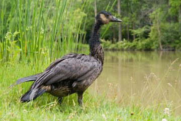 Bird on shoreline is covered in black oil