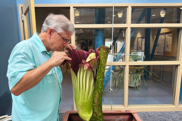 corpse flower header 960x640 Steve Madigosky peers into the Corpse Flower bloom. He wears a blue shirt and the flower is green and purple