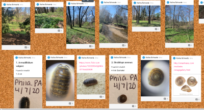 Online bulletin board shows photos of bugs and yard