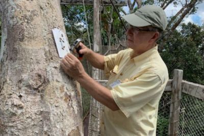 Stephen Madigosky uses hammer to nail into tree