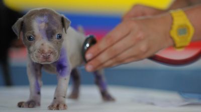 pre veterinarian 1160x650