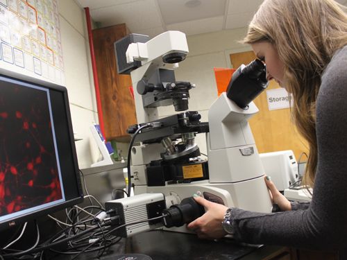 Widener University School of Engineering Biomedical Engineering Student in Lab. Widener's School of Engineering is considered one of the top schools for engineering, offering degrees across many engineering fields.