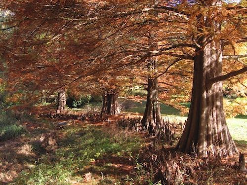 fall trees at taylor arboretum