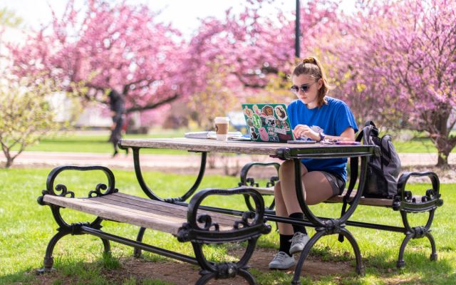Student Studying by Cherry Blossoms