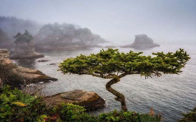Peaceful scene of bonsai tree for trauma-focused social workers